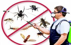 Infestation insecte 