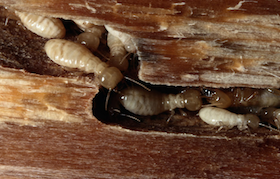 Traitement termites